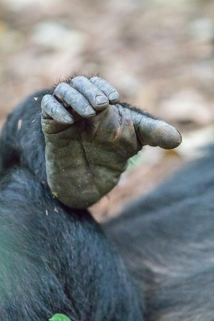 Afrika, Uganda, Kibale Forest National Park. Schimpanse (Pan troglodytes) im Wald. Hände, Finger.