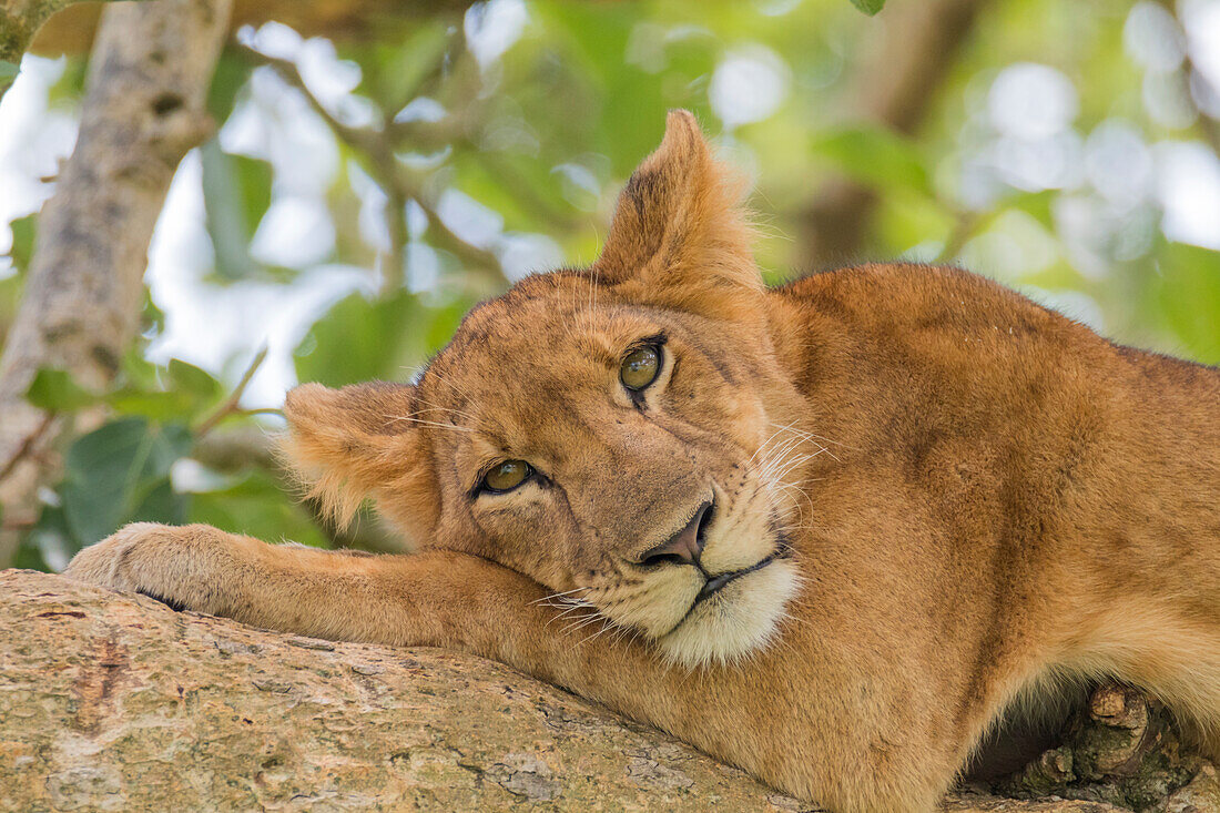 Africa, Uganda, Ishasha, Queen Elizabeth National Park. Lioness, (Panthera Leo) in tree, resting on branch.