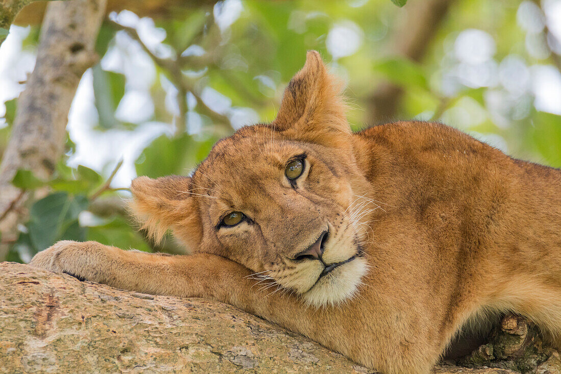 Afrika, Uganda, Ishasha, Queen-Elizabeth-Nationalpark. Löwin (Panthera Leo) im Baum, ruht auf Ast.