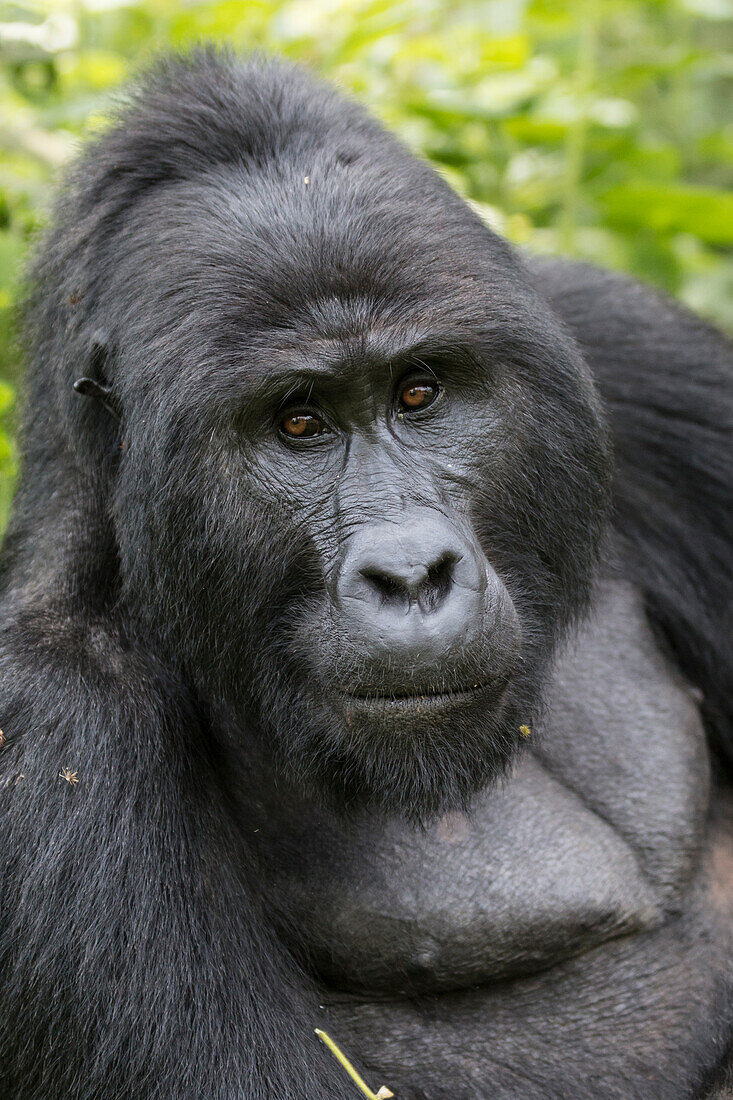 Africa, Uganda, Bwindi Impenetrable Forest and National Park. Mountain, or eastern gorillas, Gorilla beringei.