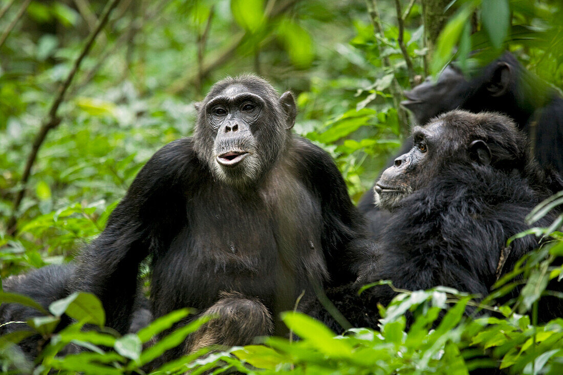 Africa, Uganda, Kibale National Park, Ngogo Chimpanzee Project. Hearing the calls of a nearby group of chimpanzees, a female and her companions respond with their own pant-hoot vocalizations.