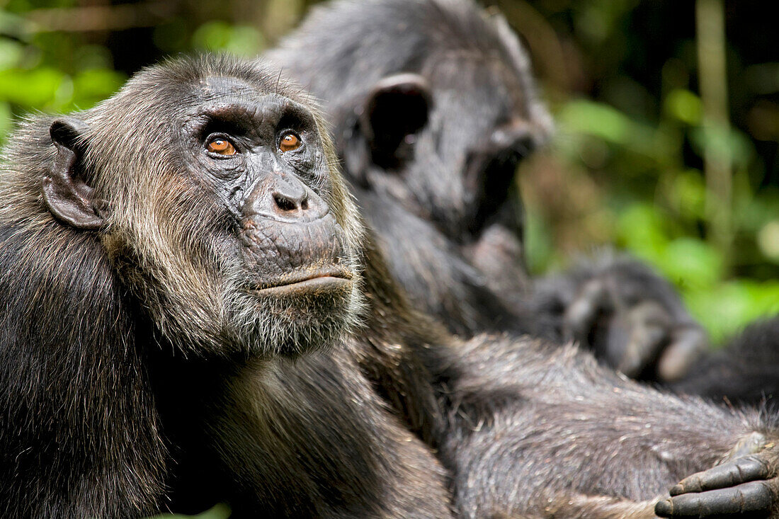 Africa, Uganda, Kibale National Park, Ngogo Chimpanzee Project. A male chimpanzee looks up into the canopy.