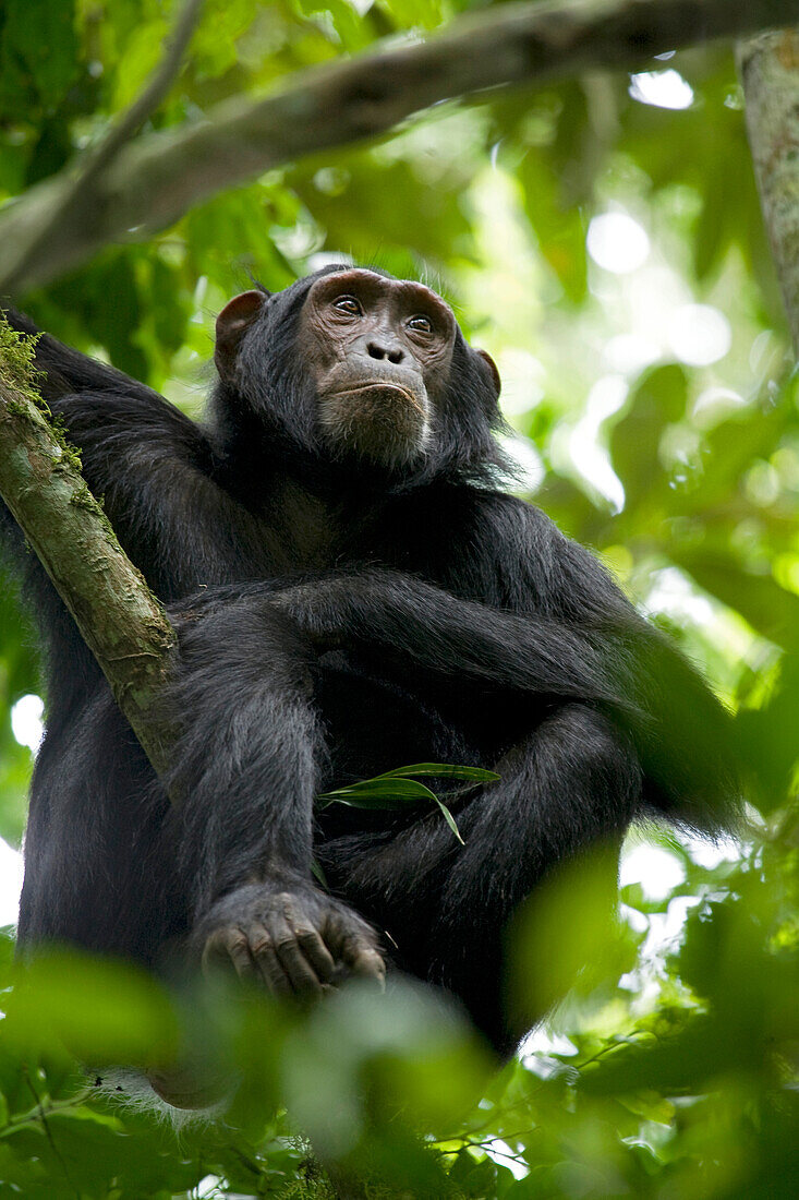 Afrika, Uganda, Kibale-Nationalpark, Ngogo-Schimpansenprojekt. Ein männlicher Schimpanse sitzt mit einem leichten Schmollmund im Gesicht auf einem Baum.