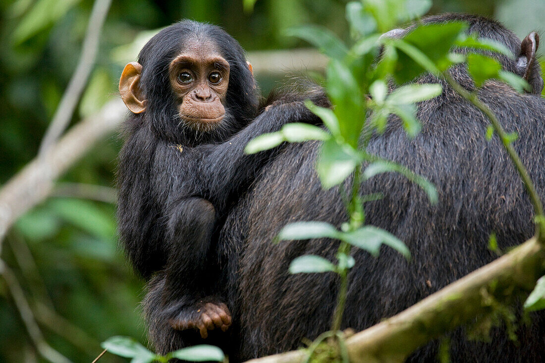 Afrika, Uganda, Kibale-Nationalpark, Ngogo-Schimpansenprojekt. Neugieriges Schimpansenkind klammert sich mit einem zufriedenen Gesichtsausdruck an seine Mutter.