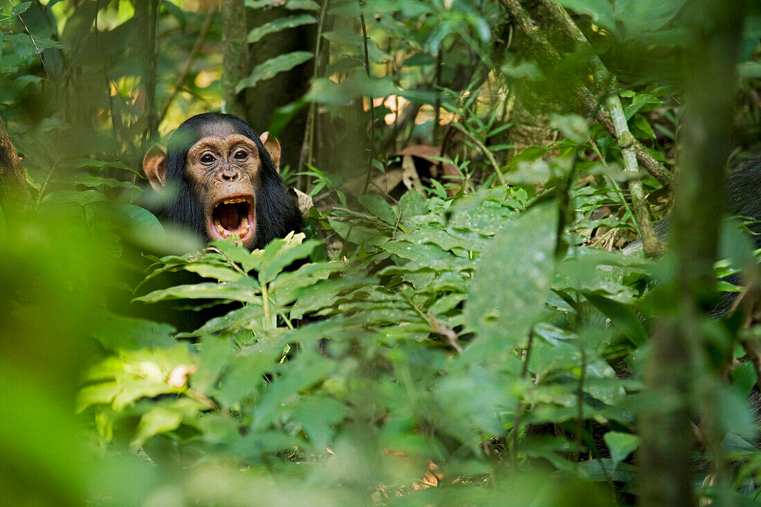 Afrika, Uganda, Kibale-Nationalpark, Ngogo-Schimpansenprojekt. Junger jugendlicher Schimpanse sitzt gähnend in der Vegetation.
