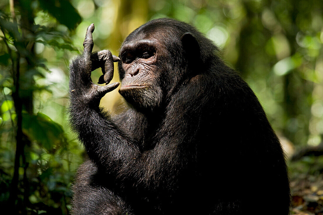 Afrika, Uganda, Kibale-Nationalpark, Ngogo-Schimpansenprojekt. Wilder männlicher Schimpanse untersucht seine Hand und Finger.