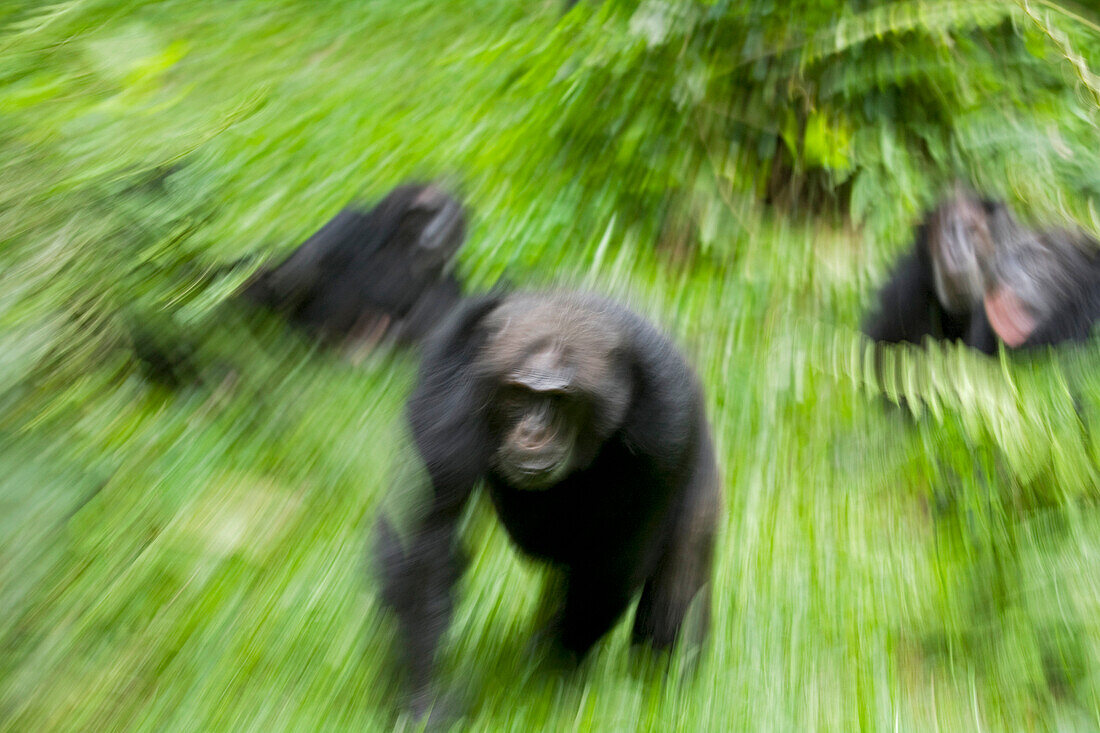 Afrika, Uganda, Kibale-Nationalpark, Ngogo-Schimpansenprojekt. Ein aufgeregter Mann lässt seine Gefährten unter einem Baum zurück, der ein brünstiges Schimpansenweibchen beherbergt, und macht sich auf den Weg.