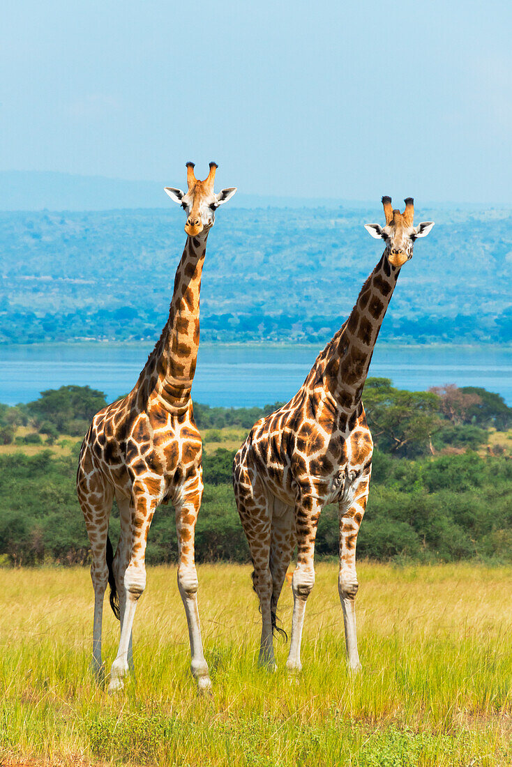 Giraffen in der Savanne, Murchison Falls National Park, Uganda