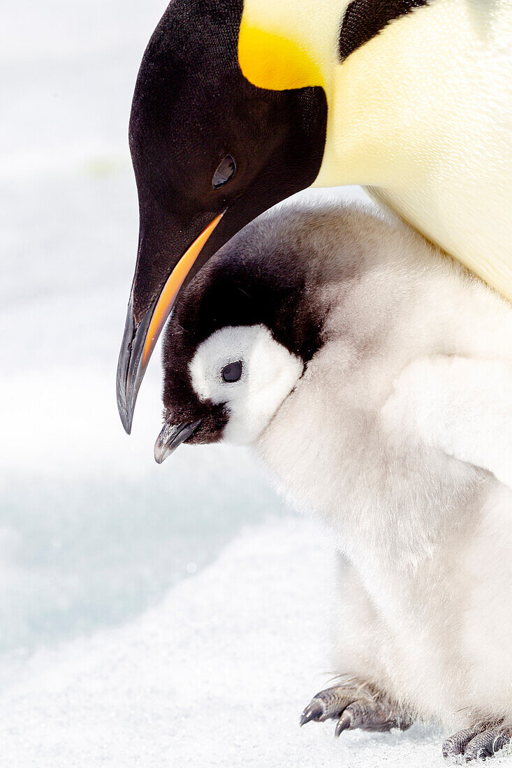 Antarctica, Snow Hill. Portrait of an emperor penguin chick standing next to its parent.