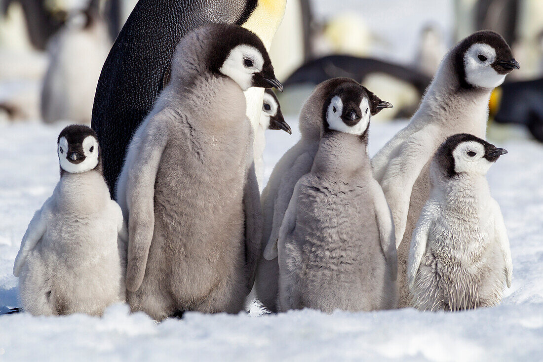 Antarctica, Snow Hill. A group of emperor penguin chicks huddle together which emphasizes the differences in size.