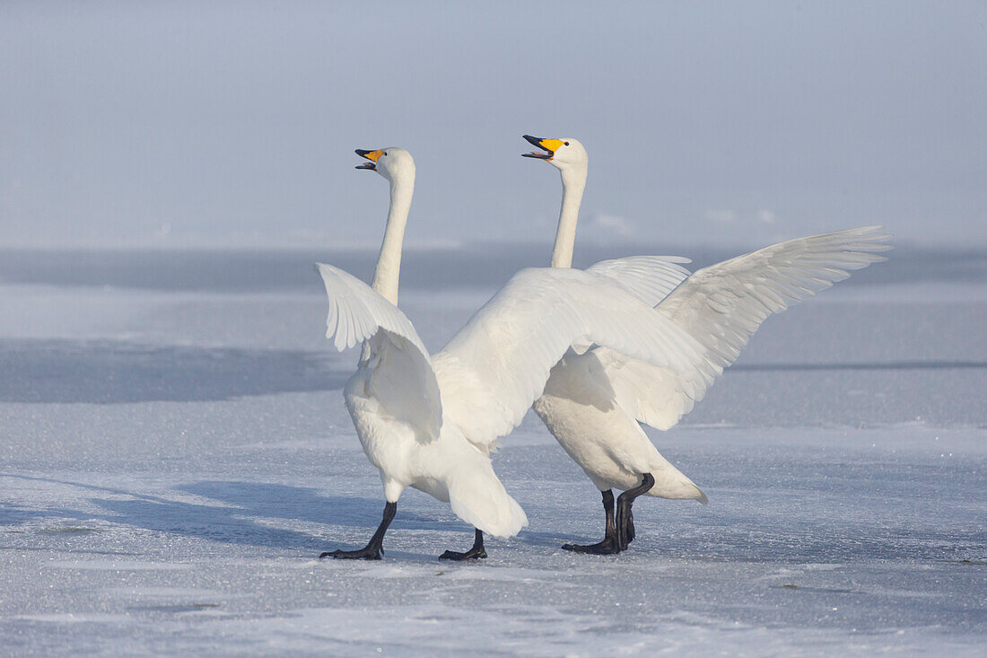 Asien, Japan, Hokkaido, Lake Kussharo, Singschwan, Cygnus cygnus. Ein Singschwanpaar feiert nach der Landung auf dem Eis lautstark miteinander.