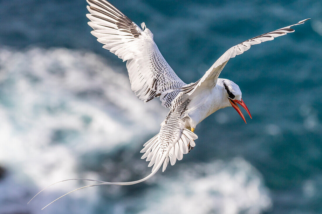 Karibik, Insel Little Tobago. Rotschnabel-Tropikvogel im Flug