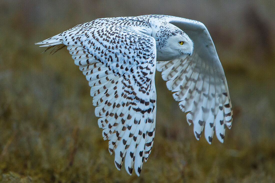 Snowy owl, George C. Reifel Migratory Bird Sanctuary, British Columbia, Canada