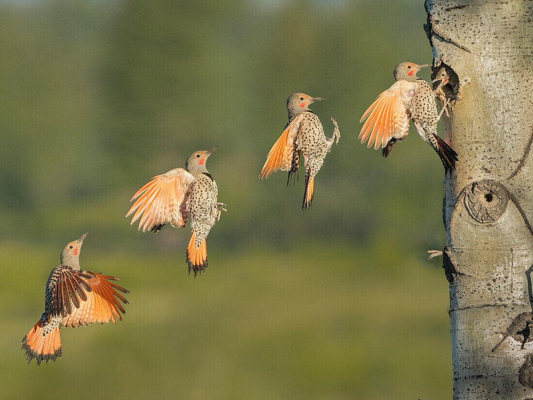 Canada, British Columbia. Adult male Northern Flicker (Colaptes auratus) flies to nest hole in aspen tree (digital composite).