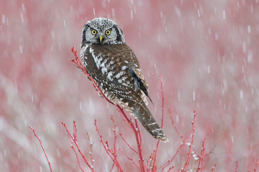 Kanada, British Columbia. Northern Hawk Owl thront auf Blaubeerbusch.