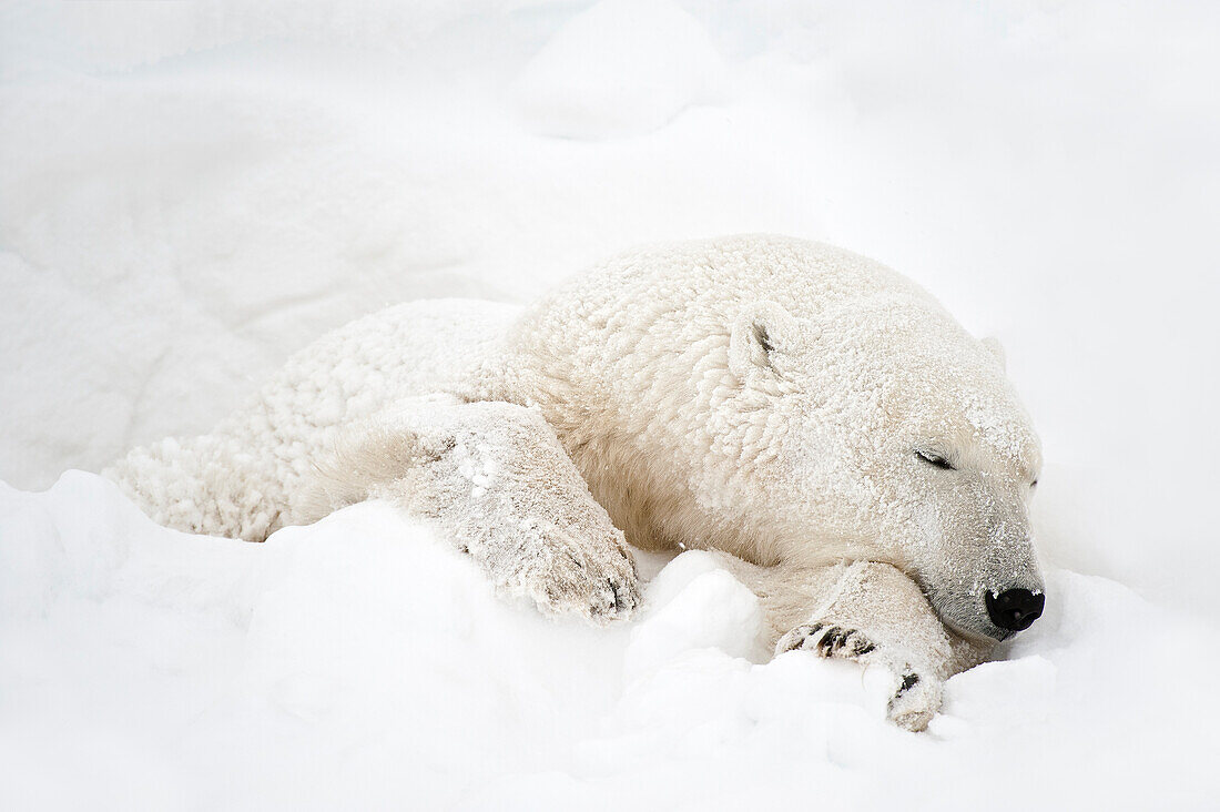 Kanada, Manitoba, Churchill. Eisbär, der im Schnee schläft.