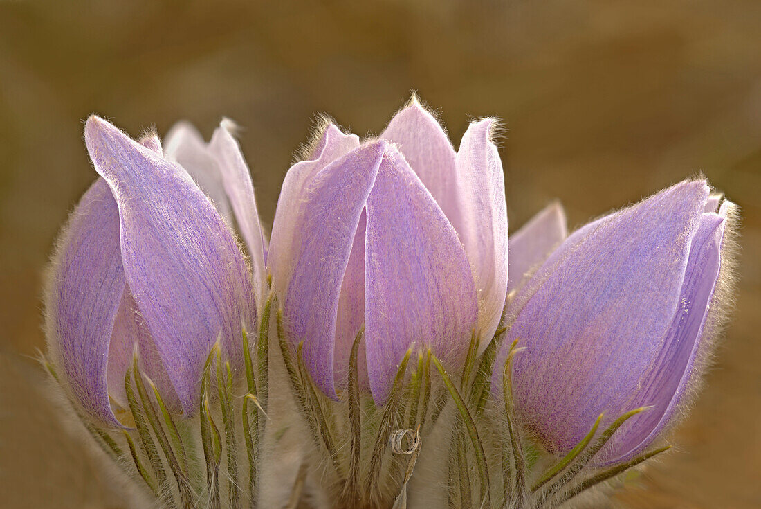 Canada, Manitoba, Mars Hill Wildlife Management Area. Close-up of prairie crocus flowers.