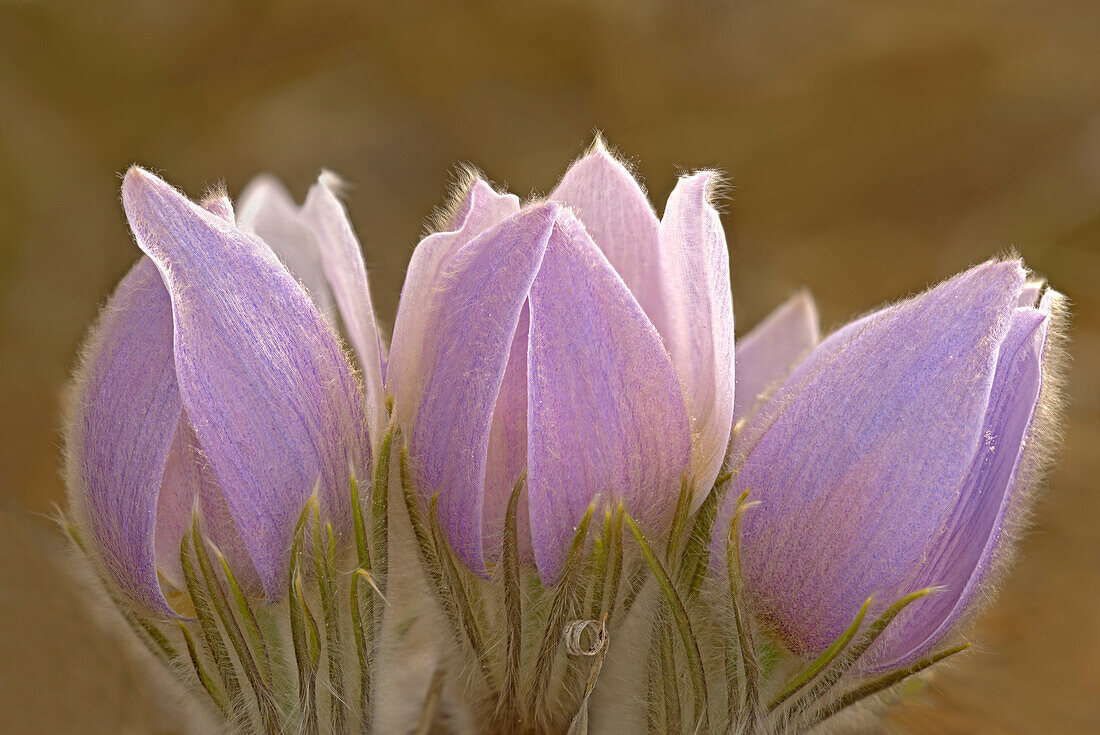 Kanada, Manitoba, Mars Hill Wildlife Management Area. Nahaufnahme von Prärie-Krokusblüten.