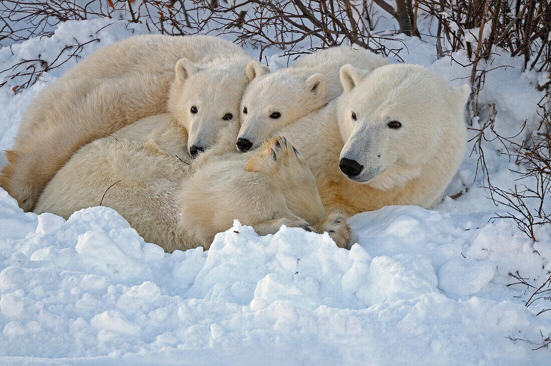 Kanada, Manitoba, Churchill. Eisbärmutter mit zwei Jungen, die bei Sonnenuntergang in einer Schneebank ruhen.