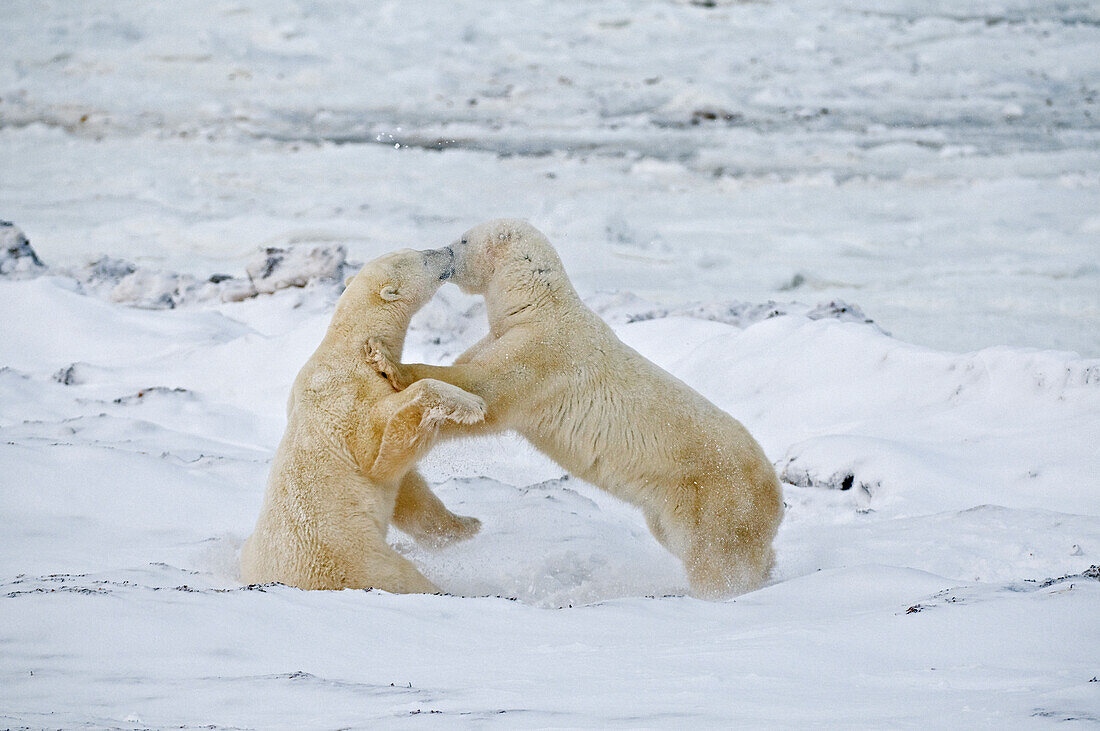 Kanada, Manitoba, Churchill. Junge Eisbären beim Sparring.