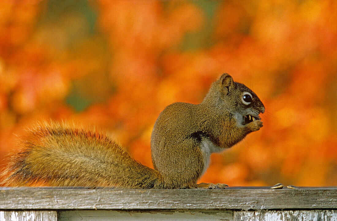 Canada, Manitoba, Winnipeg. Red squirrel close-up.