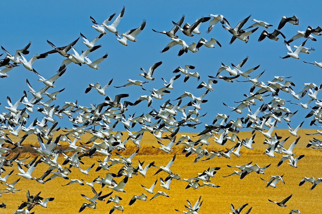 Canada, Saskatchewan, Beechy. Snow geese in flight.