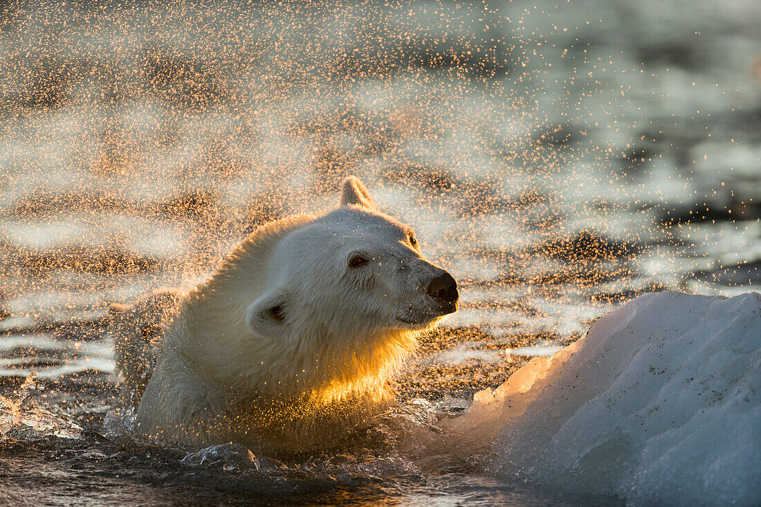 Canada, Nunavut Territory, Repulse Bay, Polar Bear (Ursus maritimus) shakes off water from boat while swimming in sea ice near Harbor Islands
