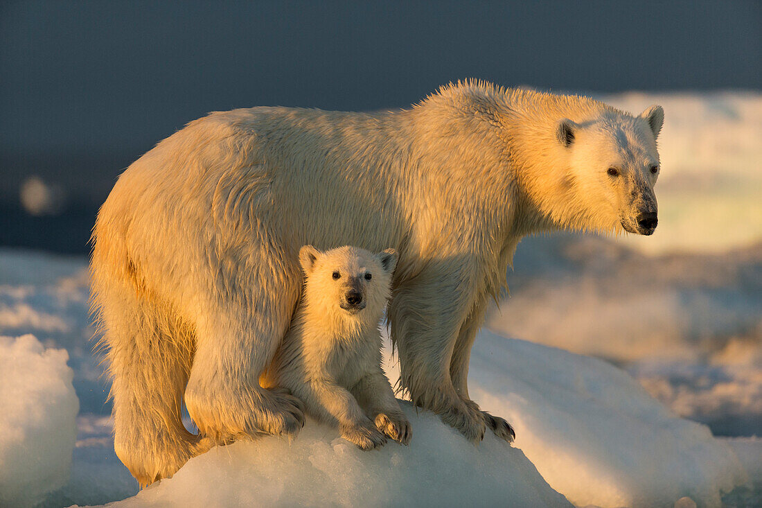 Canada, Nunavut Territory, Repulse Bay, Polar Bear Cub (Ursus maritimus) beneath mother while standing on sea ice near Harbor Islands