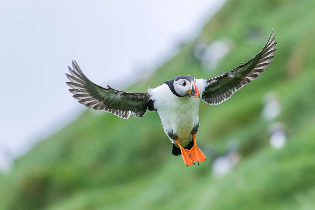 Landung in einer Kolonie. Papageitaucher (Fratercula Arctica) In einer Puffinry auf Mykines, Teil der Färöer im Nordatlantik. Dänemark, Färöer