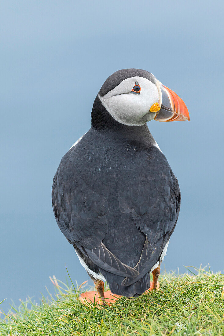 Atlantic Puffin (Fratercula Arctica) In A Puffinry On Mykines, Part Of The Faroe Islands In The North Atlantic. Denmark