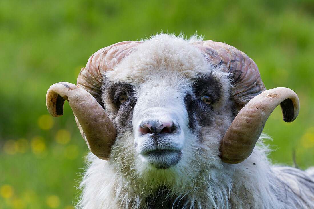 Schafe auf den Färöern, Dänemark