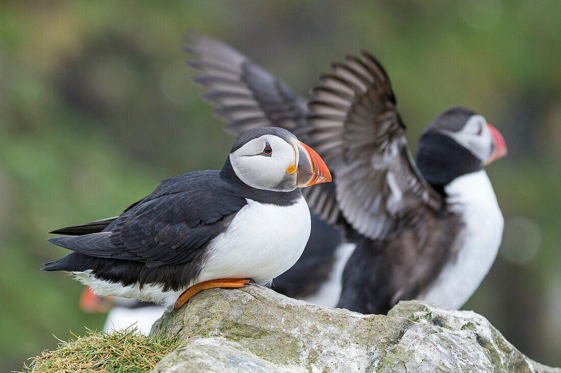 Atlantic Puffin (Fratercula Arctica) In A Puffinry On Mykines, Part Of The Faroe Islands In The North Atlantic. Denmark