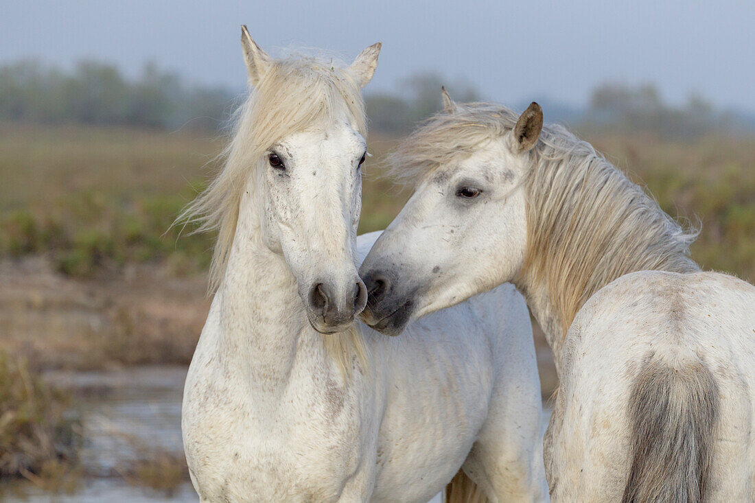 France, The Camargue, Saintes-Maries-de-la-Mer, Camargue horses, Equus ferus caballus camarguensis. Two Camargue stallions interacting.