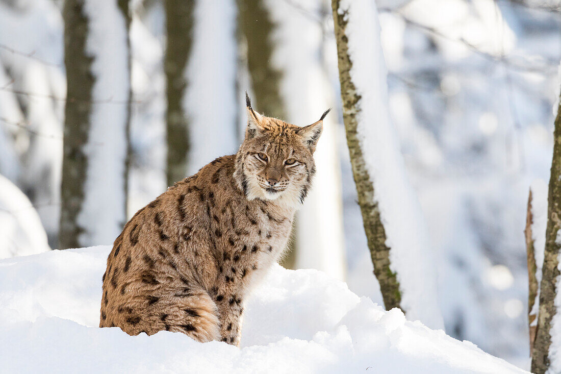 Eurasischer Luchs (Lynx Lynx) im Winter im Nationalpark Bayerischer Wald (Bayerischer Wald). Bayern, Deutschland.