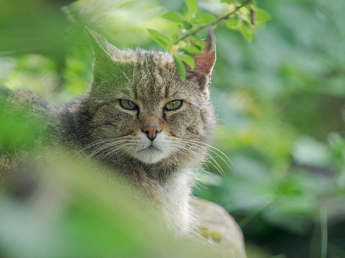 European wildcat (Felis silvestris silvestris) in Wildkatzendorf Huetscheroda (wildcat village), Hainich, Thuringia, Germany