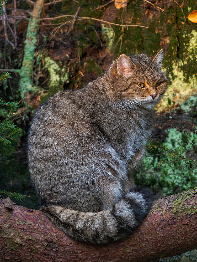 Europäische Wildkatze (Felis silvestris silvestris) im Nationalpark Bayerischer Wald (Bayerischer Wald). Deutschland, Bayern