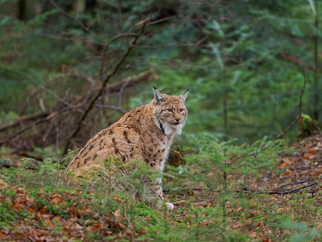 Eurasischer Luchs (Lynx Lynx) im Winter. Nationalpark Bayerischer Wald. Deutschland, Bayern