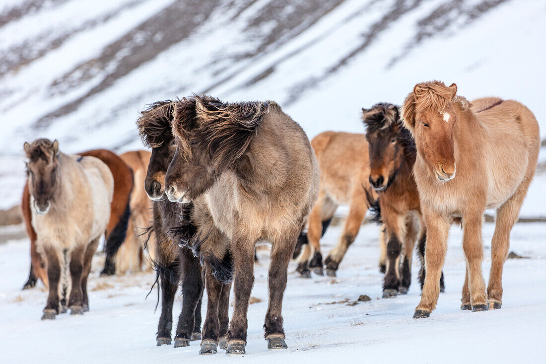 Icelandic horses in winter pasture near Hofn, Iceland ()
