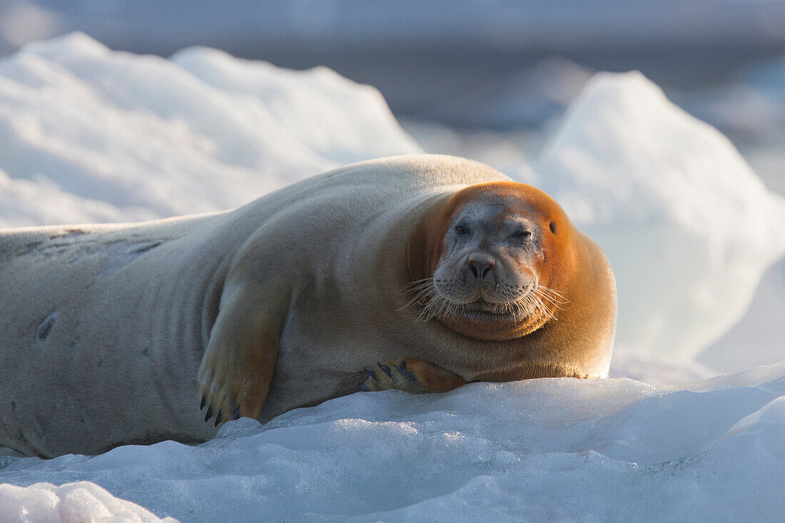 Europa, Norwegen, Spitzbergen. Bartrobbe ruht auf Eis