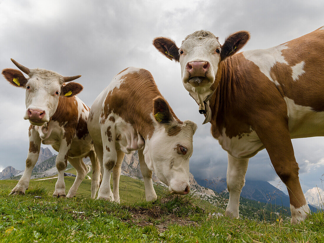 Cows on alpine pasture. Dolomites at Passo Giau. Italy