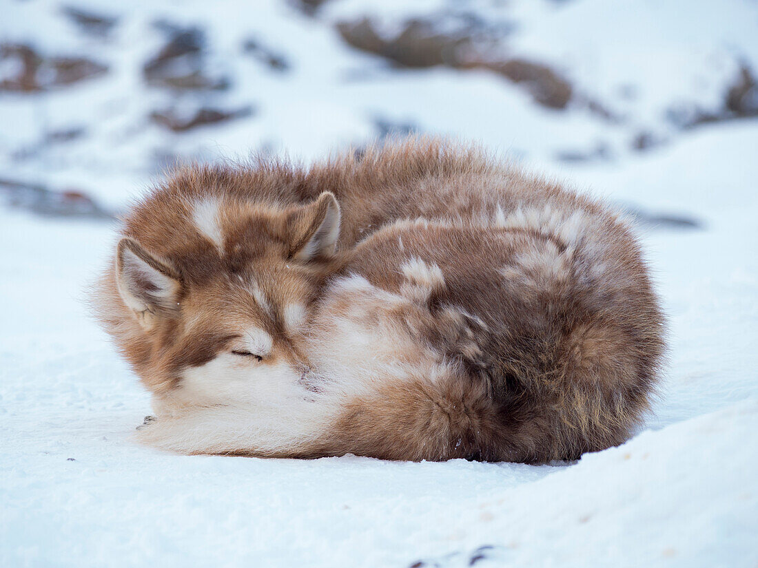 Schlittenhund im Winter in Uummannaq in Grönland. Hundegespanne sind Zugtiere für die Fischer und bleiben den ganzen Winter auf dem Meereis des Fjords. Grönland, Dänemark.