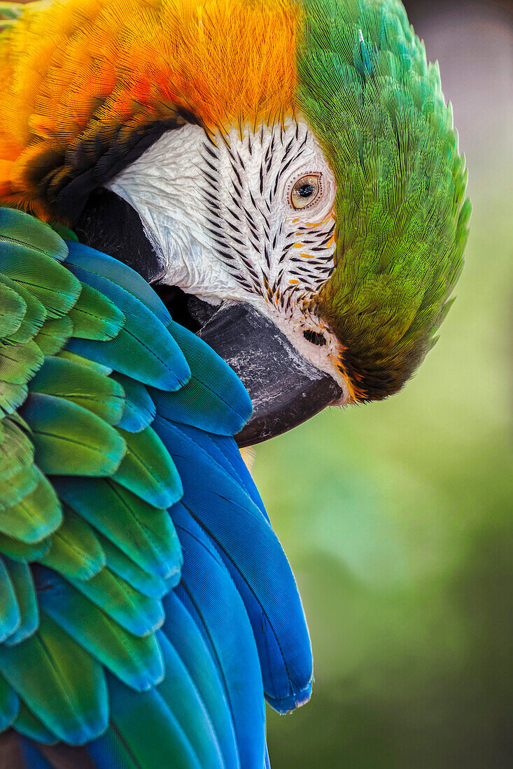 Blue and gold macaw