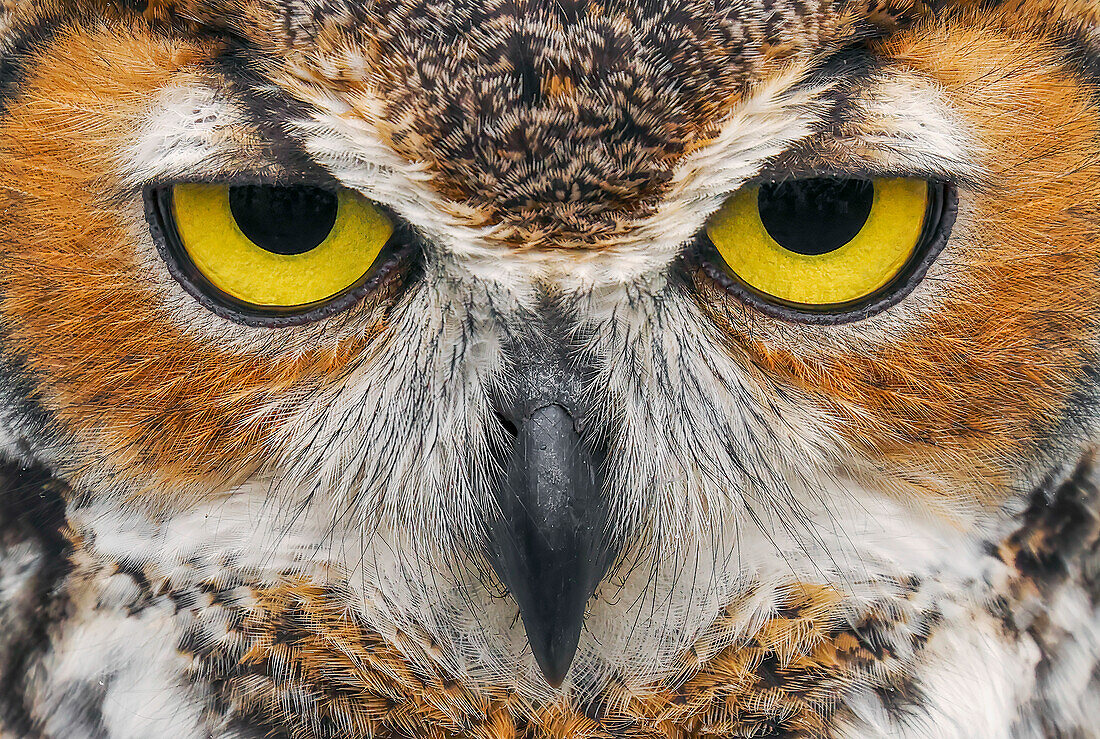 Close-up of Great horned owl