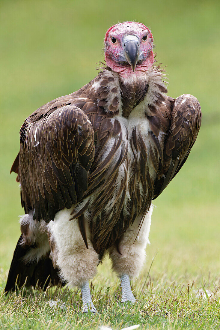 Lappet-faced Vulture oder Nubian Vulture