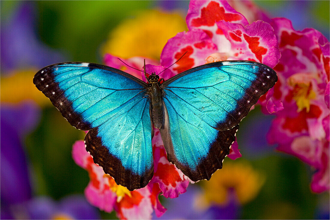 Blauer Morpho-Schmetterling, Morpho peleides, auf rosa Orchidee