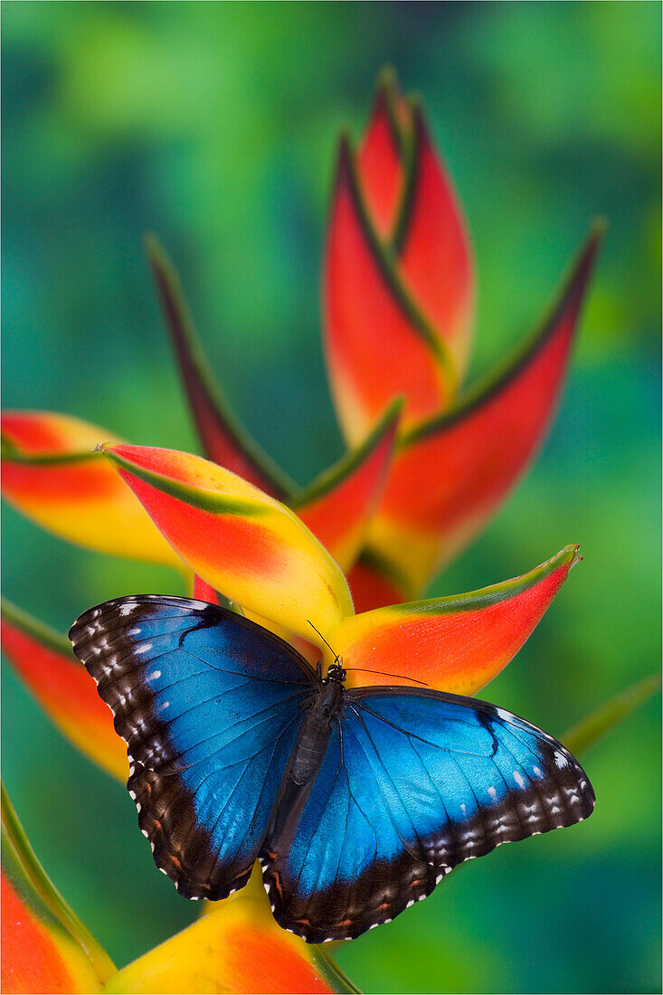 Blauer Morpho-Schmetterling, Morpho granadensis, sitzend auf tropischen Heliconia-Blumen
