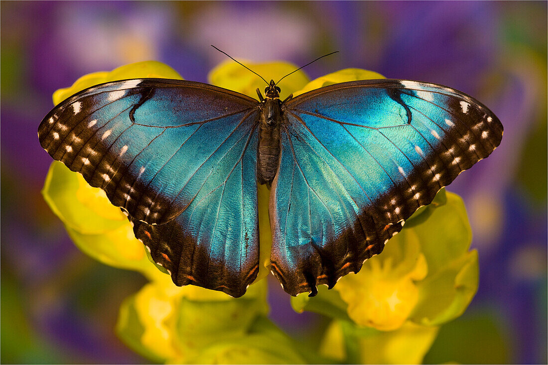 Blauer Morpho-Schmetterling, Morpho Peleides, auf Orchidee