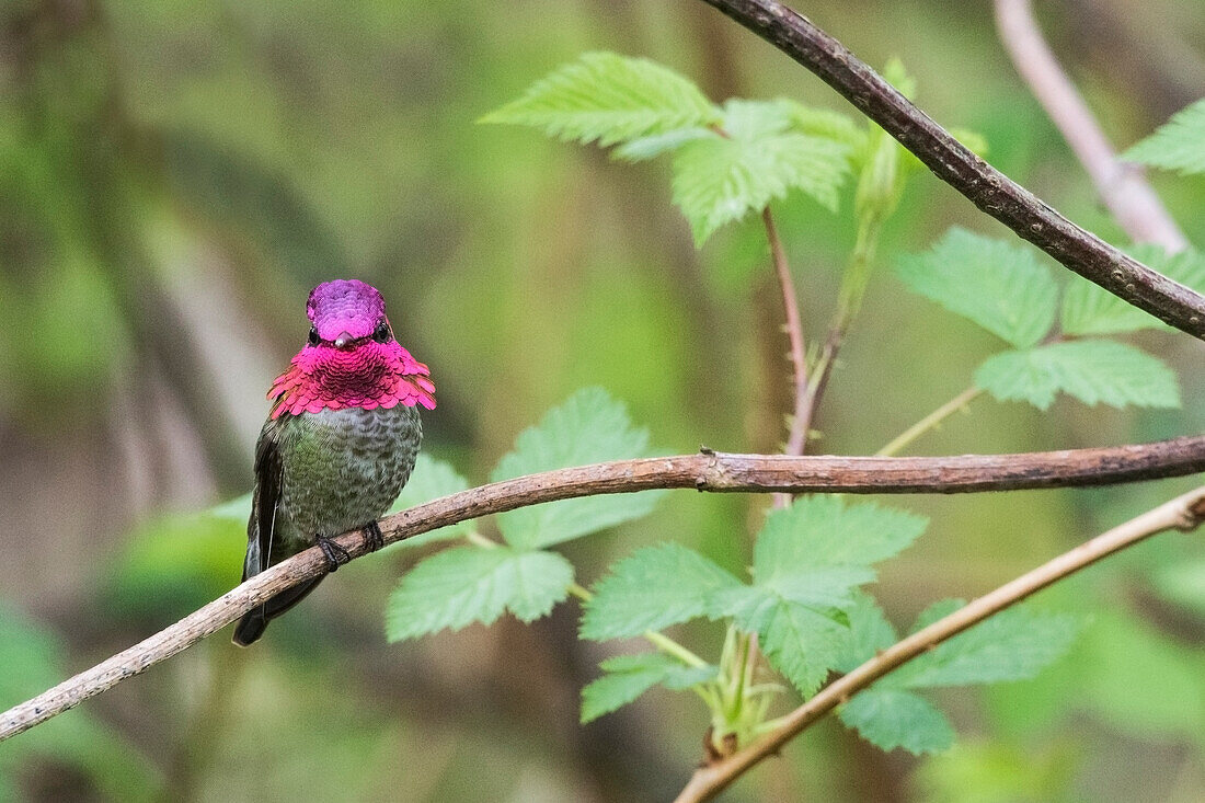 Ein männlicher Anna-Kolibri