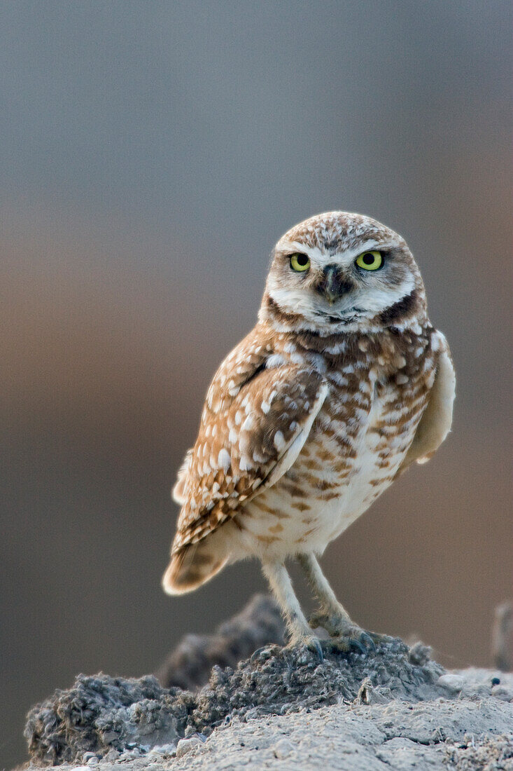 Burrowing Owl