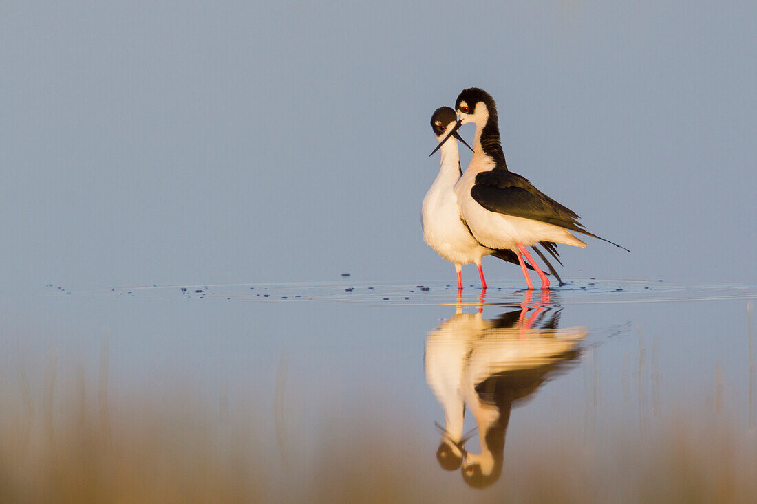 Black-necked Stilts, courtship dance